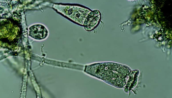 Microscopic view of microbes on slide