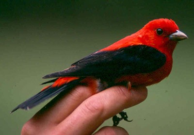 Scarlet Tanager bird