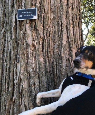 pet dog next to American elm tree on Vanderbilt University campus