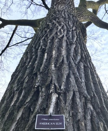 View of American Elm tree looking up trunk from bottom