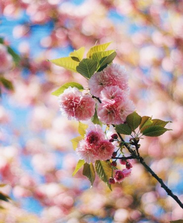 Focus on fully bloomed cherry blossom with blurred cherry blossoms of tree in background